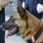 diesel il cane eroe ucciso durante il blitz in Francia (2)