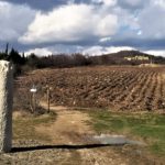 nuove vigneti alla PreaFita 3.2017