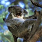 Koala Yawning