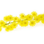 Mimosa (silver wattle) branch isolated on white background.