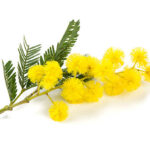 mimosa  isolated on white background