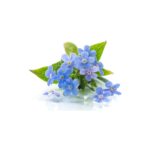 1-small-blue-forgetmenot-flowers-isolated-white-background_230573-4236-001