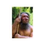 Homo_neanderthalensis-wiki.en (1)